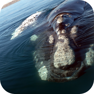 Whale Song - Beach