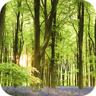 Sydenham Hill