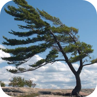 Wind - Pine Trees