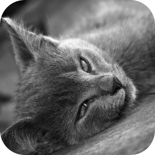 Kitten Purr