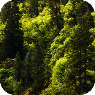 Light Forest Wind
