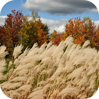 Autumn Wind