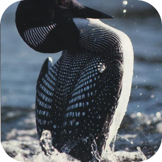 Loons