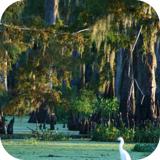 Swamp