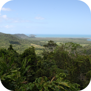 Seaside Forest
