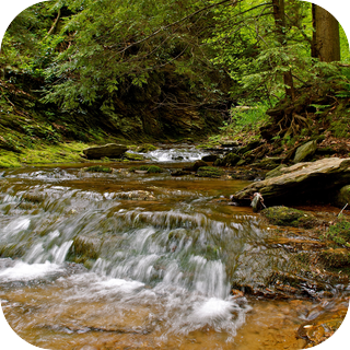 Pennsylvania Woodlands