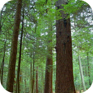 Dutch Pine Forest