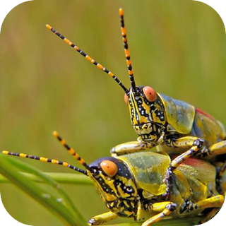 Acridid Grasshopper