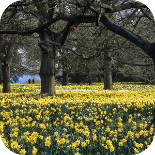 Spring In The Countryside