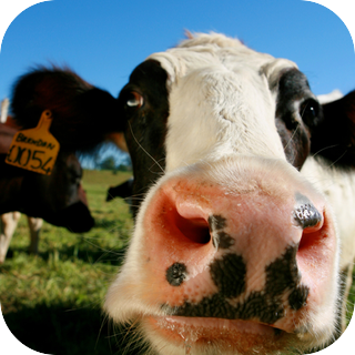 Single Cow