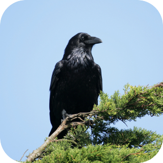 Crow