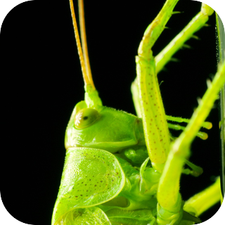 Alpine Crickets