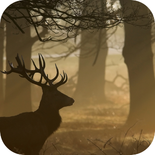 Forest Twilight