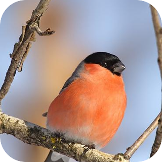 Birds in the Park