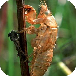 Cicada Song