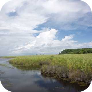 Erie Canal Wetland
