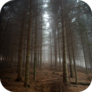 Spanish Pine Forest