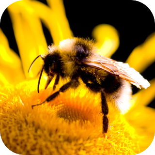 Bees