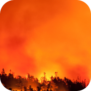 Forest Fire