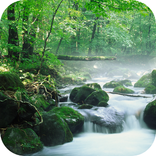 Gurgling Stream
